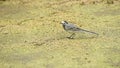 Juvenile white wagtail or Motacilla alba eats botfly