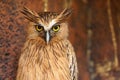 Close up photos of Big Brown Owl