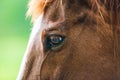 Close-up photos of brown horses on the meadow in Great smoky mountains national park,Tennessee USA.