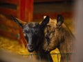 Close-up photos of goats with passion faces at the corral of farm. Lovely couple little black and brown goats. Love and Royalty Free Stock Photo