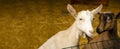 Close-up photos of goats with passion faces at the corral of farm. Lovely couple little white and brown goats. Love and Royalty Free Stock Photo