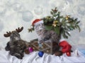 Two cats in carnival costumes under the Christmas tree Royalty Free Stock Photo