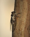 Cicada on a tree branch closeup