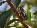 Cicada on a tree branch closeup