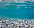 Close-up photos of underwater and many stone look beautiful.