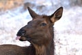 Close up photos of a Young Cow Elk in the winter in a mountain meadow Royalty Free Stock Photo