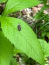 Close-up of a Photuris pennsylvanica bug perched on the leaf of a plant Royalty Free Stock Photo