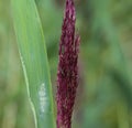 Phragmites australis, also called common reed or reed Royalty Free Stock Photo