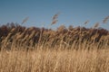 close up of phragmites