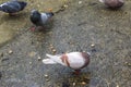 Close photo of city pigeons eating bread on wet concrete after r Royalty Free Stock Photo