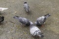 Close photo of city pigeons eating bread on wet concrete after r Royalty Free Stock Photo