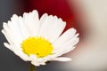 Close-up phto of a white and yellow flower in spring season