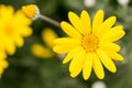 Close up phtography of Yellow aster flower Royalty Free Stock Photo