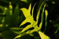 Close up of Phymatosorus scolopendria or commonly called monarch fern