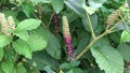 Close up of phytolacca acinosa berry in autumn botanical garden. Pokeweeds or similar names such as pokebush, pokeberry, pokeroot Royalty Free Stock Photo