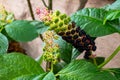 Close up Phytolacca Americana or American pokeweed with black and green berries and small flowers Royalty Free Stock Photo