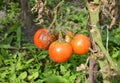 Close up on phytophthora infestans is an oomycete that causes the serious tomatoes disease known as late blight