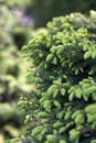 Close-up of Picea abies Inversa, garden spruce. Selective focus and shallow depth of field. Royalty Free Stock Photo