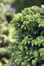 Close-up of Picea abies Inversa, garden spruce. Selective focus and shallow depth of field.