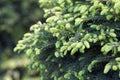 Close-up of Picea abies Inversa, garden spruce. Selective focus and shallow depth of field.