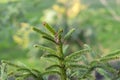 Close Up Picea Abies Tree At Amsterdam The Netherlands 8-3-2024 Royalty Free Stock Photo