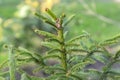 Close Up Picea Abies Tree At Amsterdam The Netherlands 8-3-2024 Royalty Free Stock Photo
