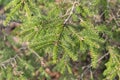 Close Up Picea Abies Tree At Amsterdam The Netherlands 8-3-2024 Royalty Free Stock Photo