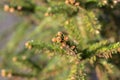 Close Up Picea Abies Tree At Amsterdam The Netherlands 21-3-2022 Royalty Free Stock Photo