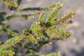 Close Up Picea Abies Tree At Amsterdam The Netherlands 21-3-2022 Royalty Free Stock Photo