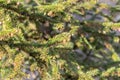 Close Up Picea Abies Tree At Amsterdam The Netherlands 21-3-2022 Royalty Free Stock Photo