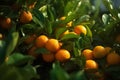 Close up, picking citrus, citrus fruit, oranges and mandarin, sunny weather, illustration. Generative AI