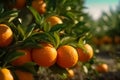 Close up, picking citrus, citrus fruit, oranges and mandarin, sunny weather, illustration. Generative AI