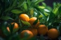 Close up, picking citrus, citrus fruit, oranges and mandarin, sunny weather, illustration. Generative AI