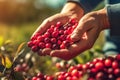 Close up, picking, cranberry, mooseberry and bog-berry, sunny weather, illustration. Generative AI