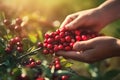 Close up, picking, cranberry, mooseberry and bog-berry, sunny weather, illustration. Generative AI