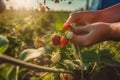 Close up, picking strawberries in the field, sunny weather, illustration. Generative AI