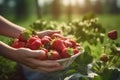 Close up, picking strawberries in the field, sunny weather, illustration. Generative AI