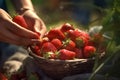 Close up, picking strawberries in the field, sunny weather, illustration. Generative AI