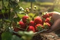 Close up, picking strawberries in the field, sunny weather, illustration. Generative AI