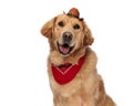 close up picture of adorable golden retriever dog panting and looking forward Royalty Free Stock Photo
