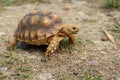 Close-up picture of African spurred tortoise Centrochelys sulcata