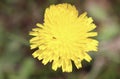 Ant, Flower, Yellow, Outside, Blurry Background Royalty Free Stock Photo