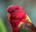 Close up picture of an Australian King parrot