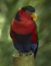 Close up picture of an Australian King parrot