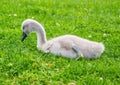 Close up picture of a baby mute swan in Germany Royalty Free Stock Photo