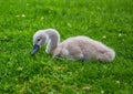 Close up picture of a baby mute swan in Germany Royalty Free Stock Photo