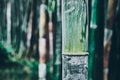 Close up picture of a bamboo stalk, oriental background