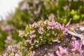 Close up picture of beautiful blooming heather flower. Royalty Free Stock Photo