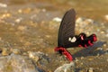 Close up picture of beautiful butterfly. red and black butterfly on the ground. Royalty Free Stock Photo