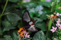 Close up picture of a beautiful colorful butterfly sitting on a flower. Royalty Free Stock Photo